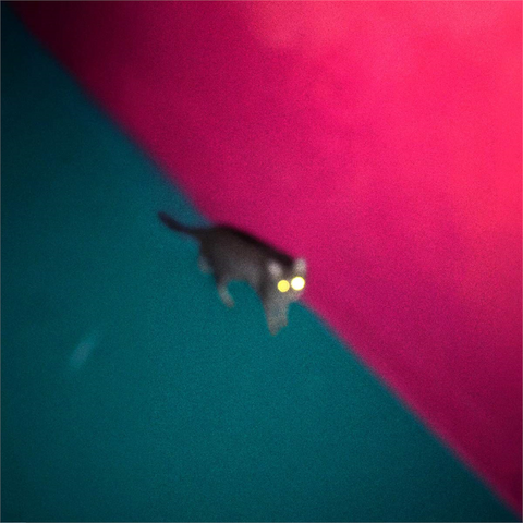 !!! CHK CHK CHK - WALLOP (LP - 2019)