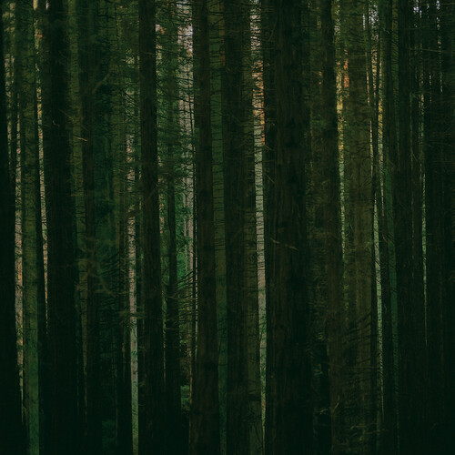 THE PAPER KITES - EVERGREEN (LP - verde - RSD'24)