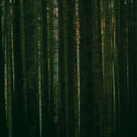 THE PAPER KITES - EVERGREEN (LP - verde - RSD'24)