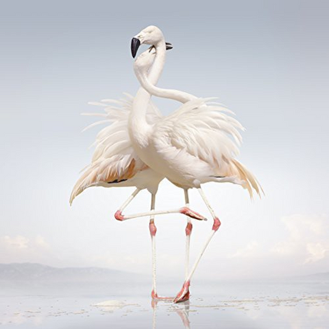 RUSTIE - GREEN LANGUAGE (LP - 2014)