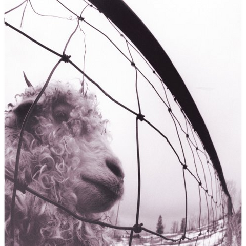 PEARL JAM - VS (LP - USA | REM16 - 1993)