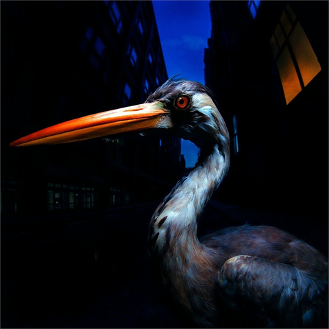 ANTONY SZMIEREK - DECODING BIRDSONG (2026)